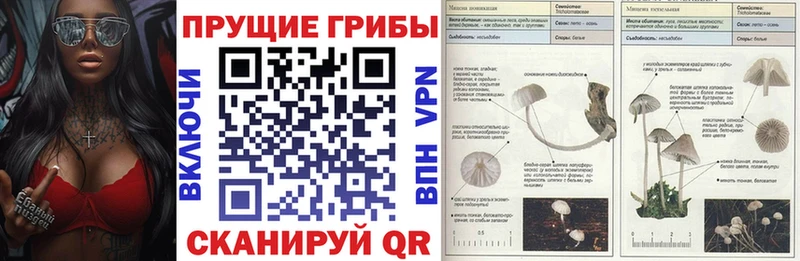 Галлюциногенные грибы Psilocybe  Тейково 